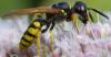 Philanthus triangulum